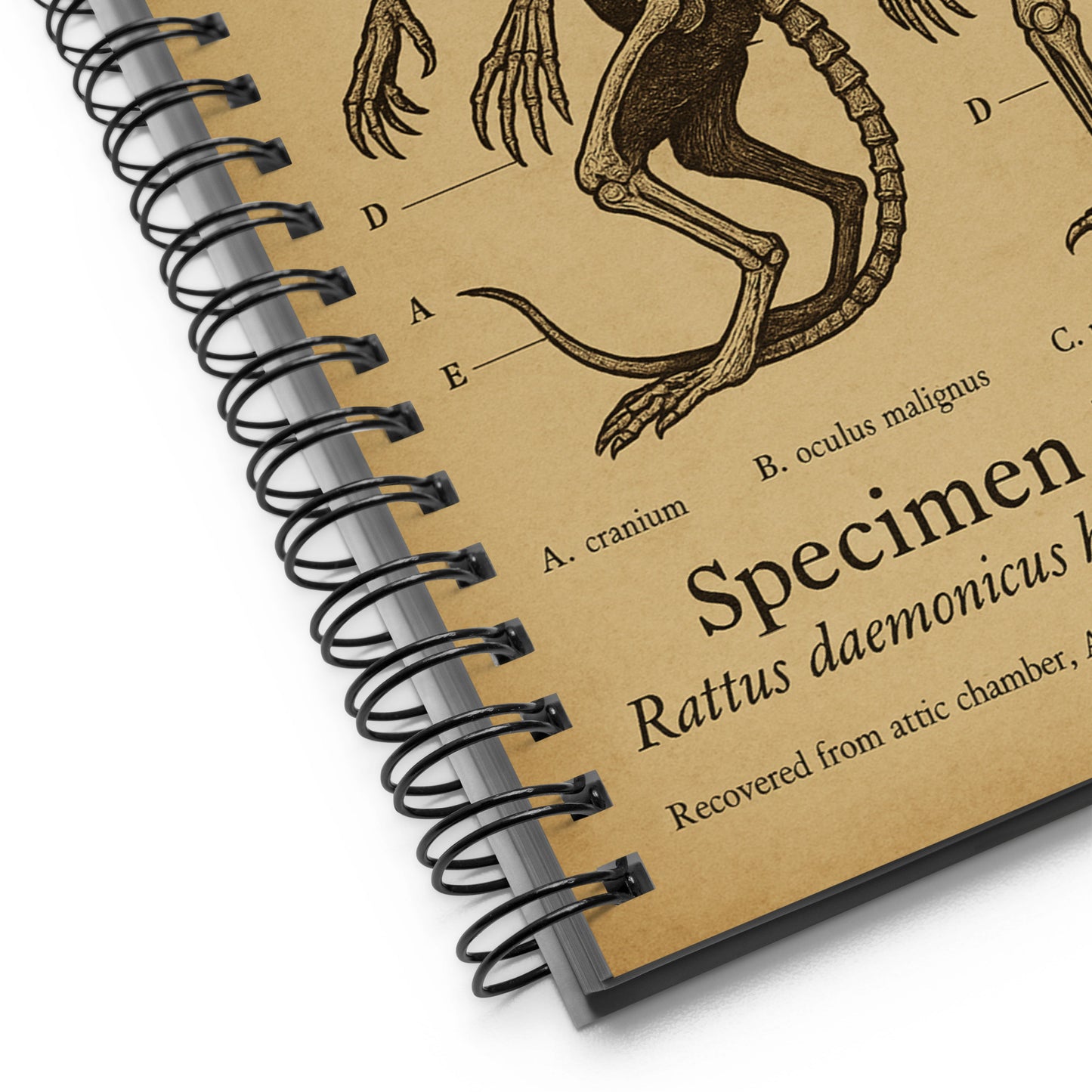 Découvertes anatomiques : spécimen Brown Jenkin n° 17, archives Miskatonic. Cahier à spirale.